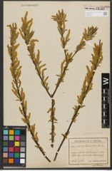 Foto von Salix triandra subsp. triandra L.